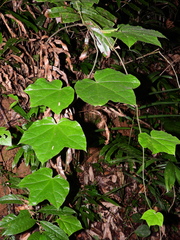 Disciphania lobata