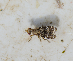 Trypetoptera punctulata