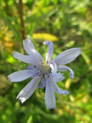 Cichorium intybus