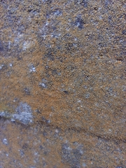 Flavoplaca