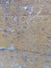 Flavoplaca