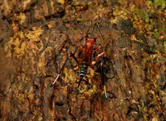 Cryptinae