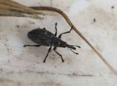 Catapion seniculus