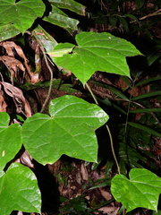 Disciphania lobata