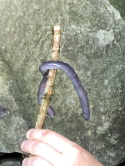 Gymnopis multiplicata