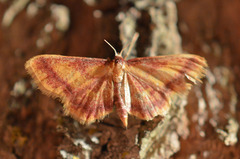 Idaea muricata