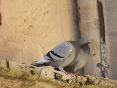 Columba livia domestica