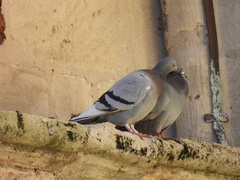 Columba livia domestica