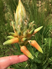 Aloe neilcrouchii