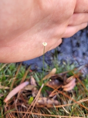 Syngonanthus flavidulus