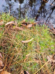 Syngonanthus flavidulus