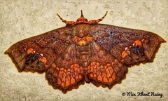 Lopharthrum comprimens