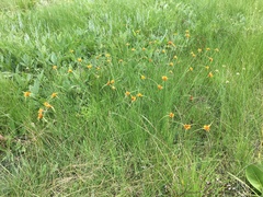 Cyperus sphaerocephalus