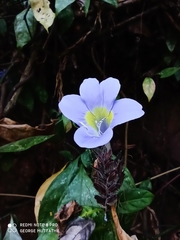 Barleria courtallica