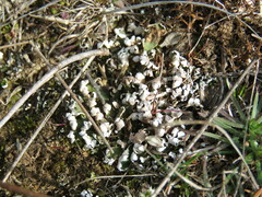 Cladonia foliacea