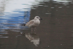 Larus argentatus