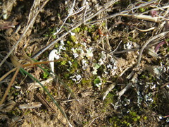 Cladonia foliacea