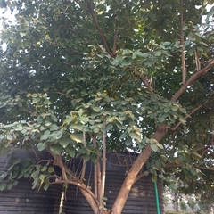 Cordia africana