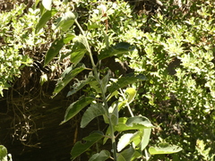 Aristotelia chilensis