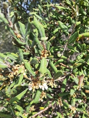 Lyonia ferruginea