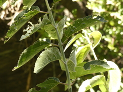 Aristotelia chilensis