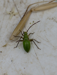 Adelphocoris lineolatus