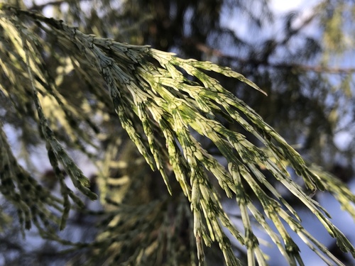 Calocedrus decurrens iNat (2)