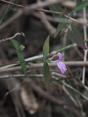 Hypoestes cumingiana