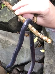 Gymnopis multiplicata