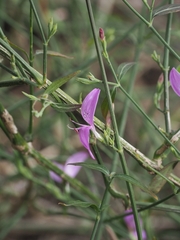 Hypoestes cumingiana