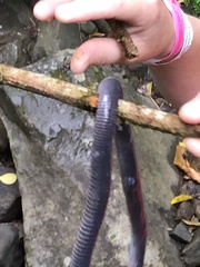 Gymnopis multiplicata