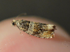 Celypha aurofasciana