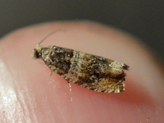Celypha aurofasciana