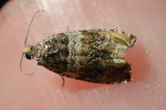 Celypha aurofasciana