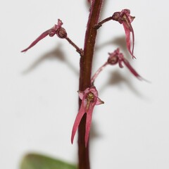 Neottia bifolia