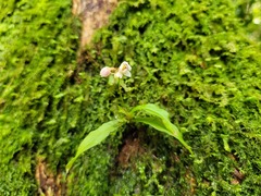 Cheiradenia cuspidata