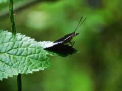 Tanaecia iapis puseda