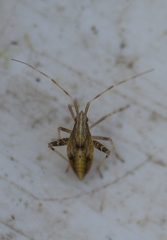 Phytocoris varipes