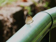 Tanaecia iapis puseda