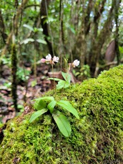 Cheiradenia cuspidata