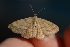 Scopula rubiginata