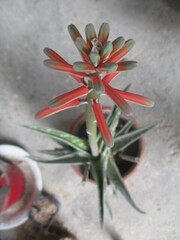 Gonialoe variegata