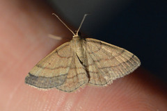 Scopula rubiginata