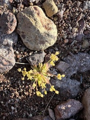 Androsace occidentalis