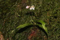 Cheiradenia cuspidata