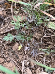 Artemisia capillaris