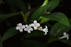 Hedyotis loganioides