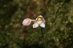 Cheiradenia cuspidata