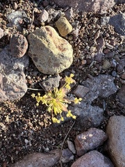 Androsace occidentalis