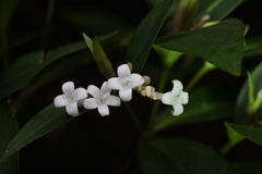 Hedyotis loganioides